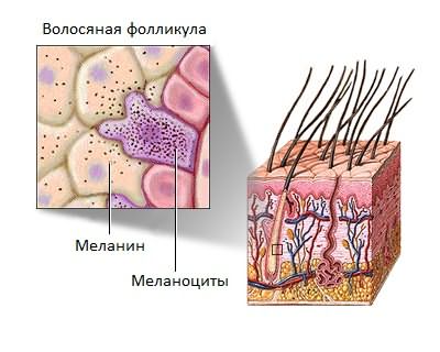 Меланин формируется из специальных клеток, которые называются меланоциты.