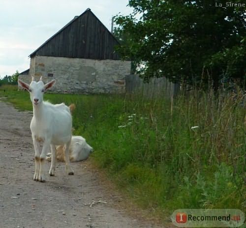 Мёд натуральный фото