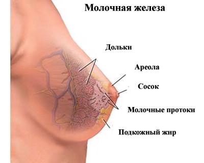 Схема строения молочной железы