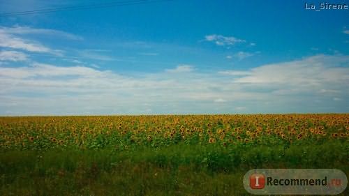 Мёд натуральный фото